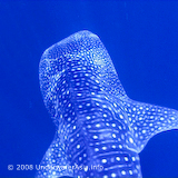 Whale Shark Photo